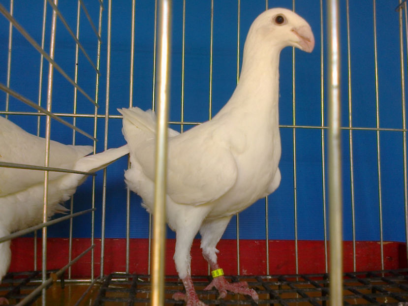 Fotografie12694 - GERMANI PUI 2017 si 2018