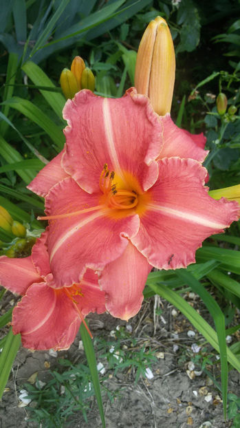  - hemerocallis 2017