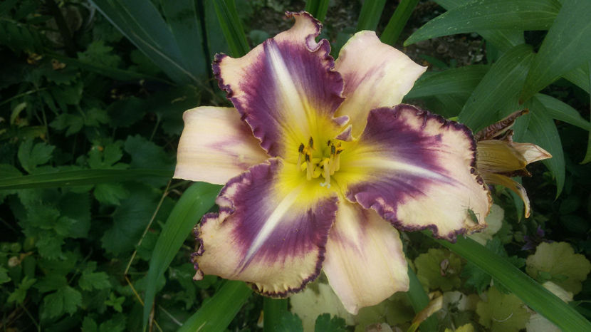  - hemerocallis 2017