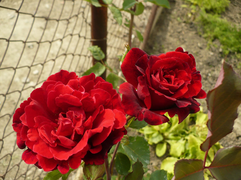 P1260420 - Necunoscut 2 - 2017