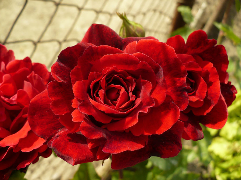 P1260421 - Necunoscut 2 - 2017