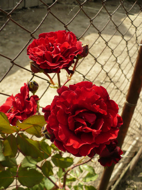 P1260422 - Necunoscut 2 - 2017