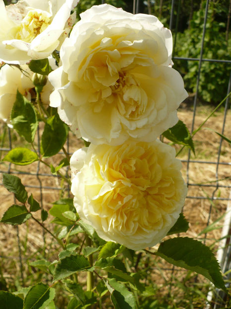 P1260455 - The Pilgrim - al 2 -lea an