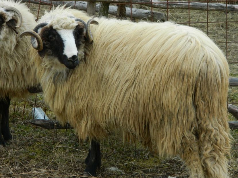 Picture 027 - BERBECI 2017