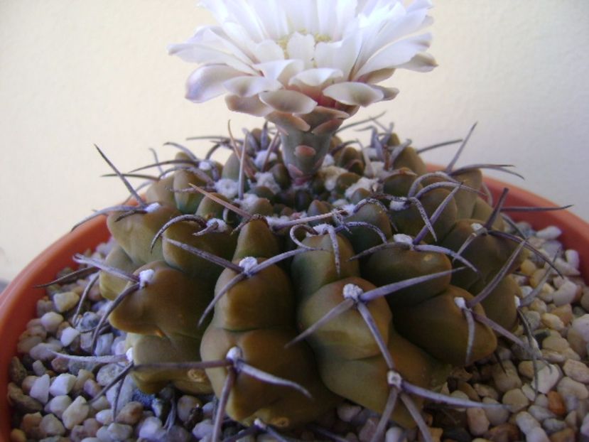 Gymnocalycium vatteri - Cactusi 2017 Gymnocalycium