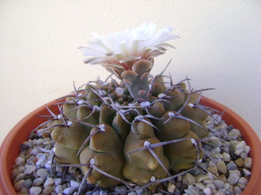 Gymnocalycium vatteri - Cactusi 2017 Gymnocalycium
