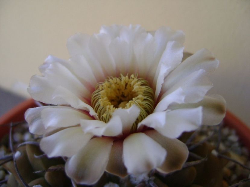 Gymnocalycium vatteri - Cactusi 2017 Gymnocalycium