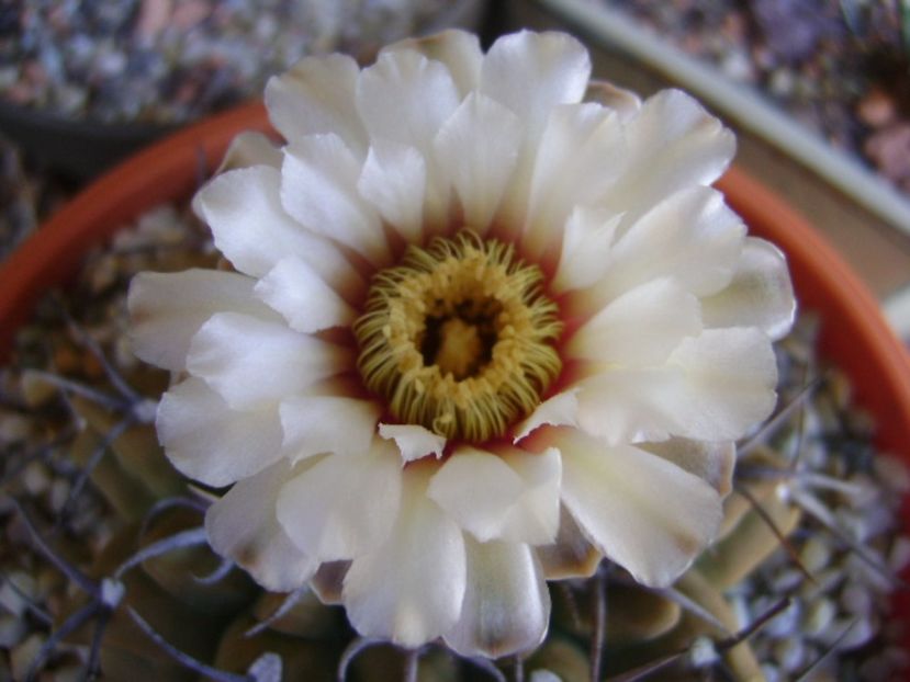 Gymnocalycium vatteri - Cactusi 2017 Gymnocalycium