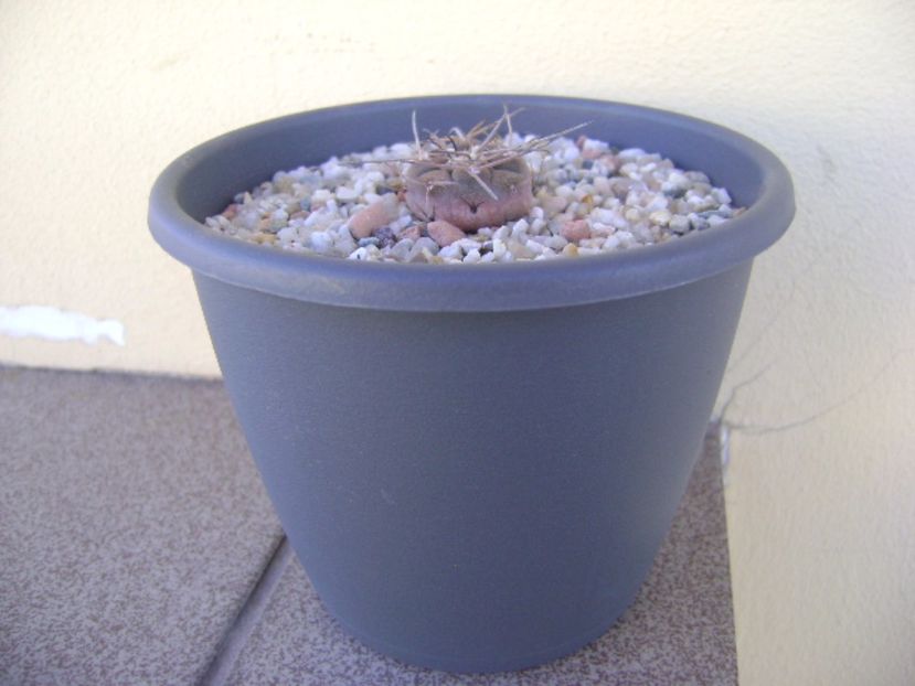 Gymnocalycium spegazzinii v. sarkae KP54 San Felipe, AG - Cactusi 2017 Gymnocalycium