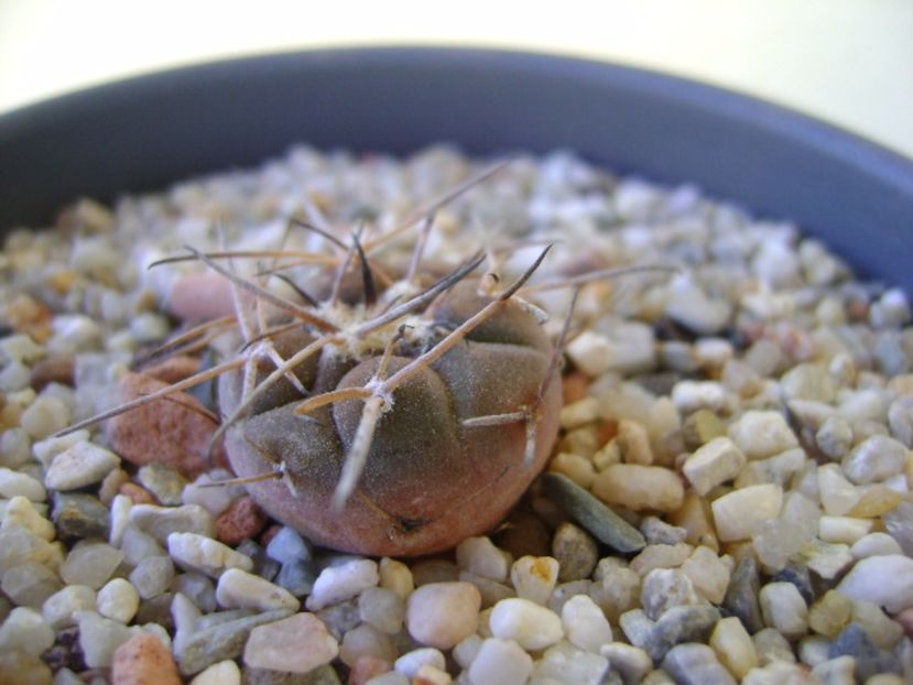 Gymnocalycium spegazzinii v sarkae KP54 San Felipe, AG - Cactusi 2017 Gymnocalycium