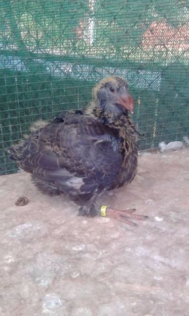 12 - Tineret AGH 2017