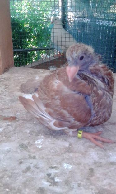 10 - Tineret AGH 2017