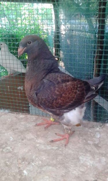 08 - Tineret AGH 2017