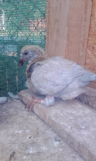 13 - Tineret AGH 2017