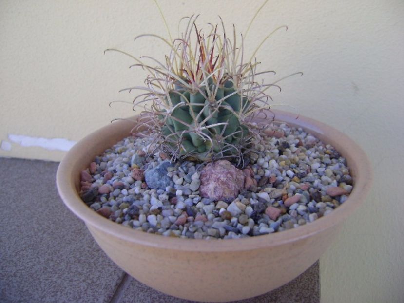 Glandulicactus wrightii, JM136 Marathon, Tx - Cactusi 2017 bis