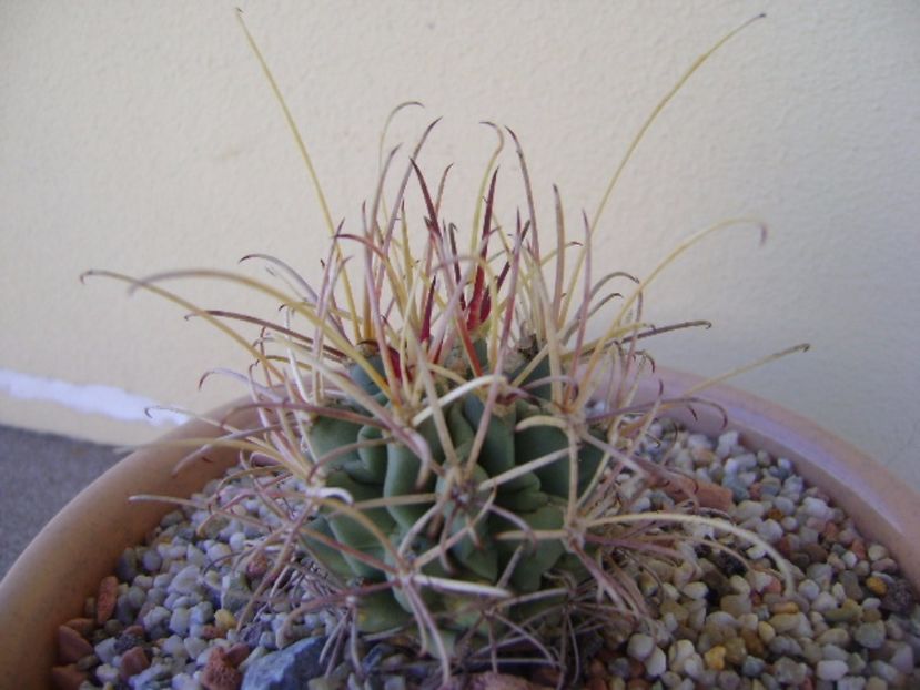Glandulicactus wrightii, JM136 Marathon, Tx - Cactusi 2017 bis