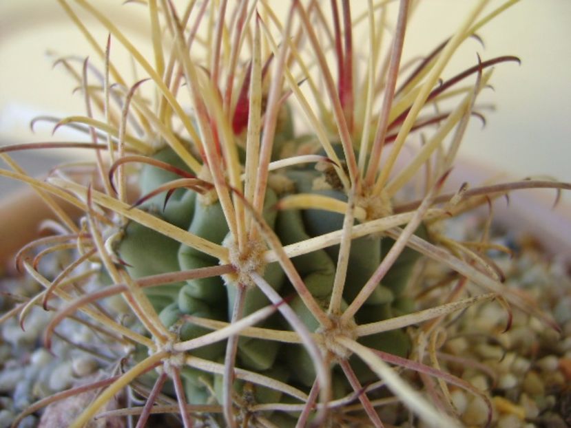Glandulicactus wrightii, JM136 Marathon, Tx - Cactusi 2017 bis