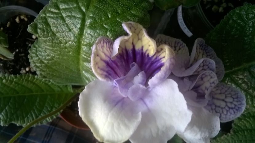  - streptocarpus