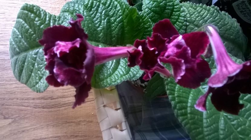  - streptocarpus