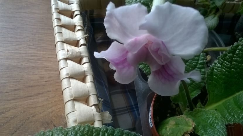  - streptocarpus
