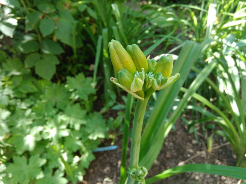  - Hemerocallis