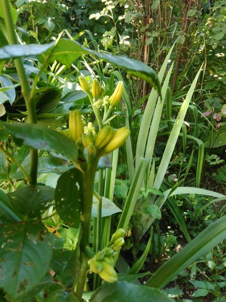  - Hemerocallis