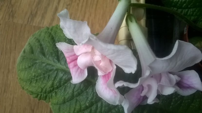  - streptocarpus
