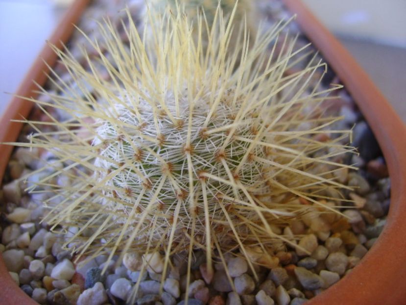 Mammillaria dixanthocentron - Cactusi 2017 bis