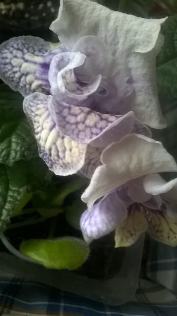  - streptocarpus