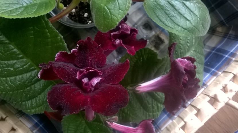  - streptocarpus