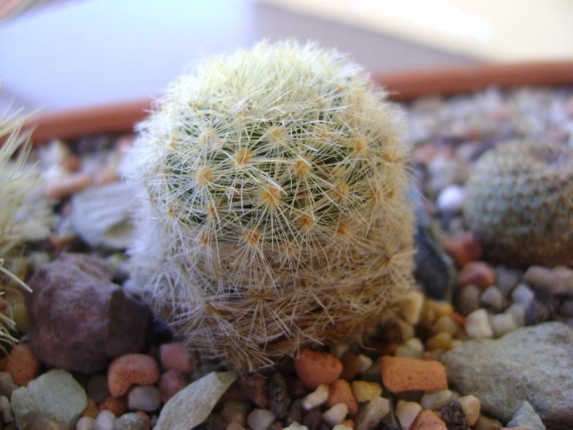 Mammillaria laui albiflora - Cactusi 2017 bis