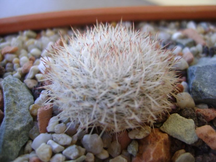 Mammillaria klissingiana - Cactusi 2017 bis