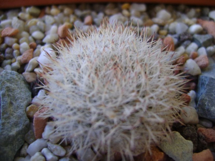 Mammillaria klissingiana - Cactusi 2017 bis
