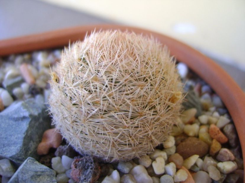 Mammillaria magallanii - Cactusi 2017 bis