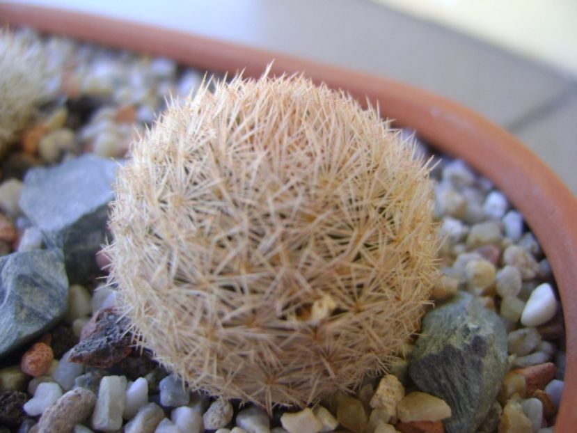 Mammillaria magallanii - Cactusi 2017 bis