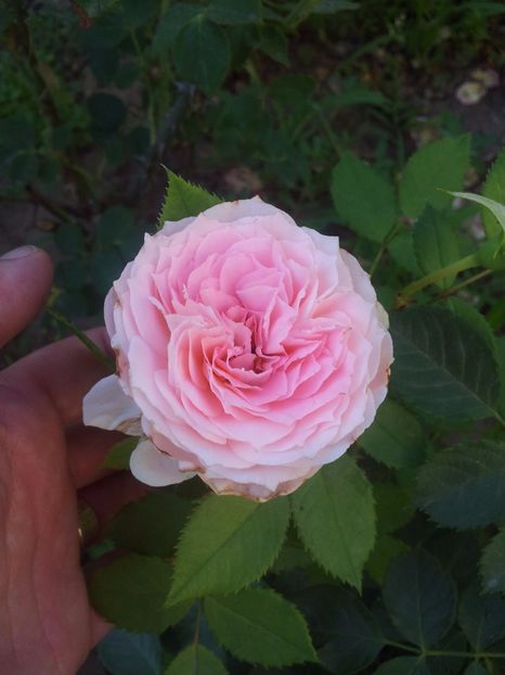  - Pompon Flower Circus