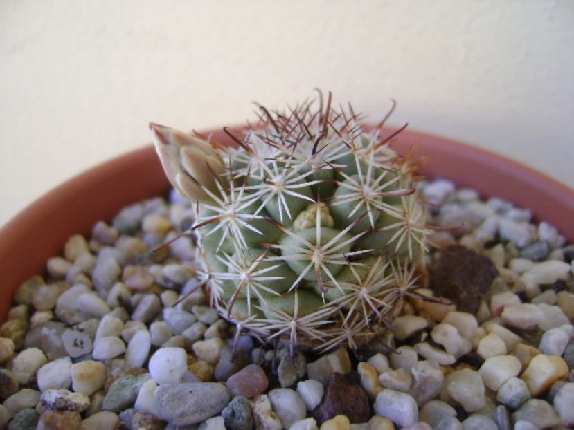 Mammillaria schumannii v. globosa - Cactusi 2017 bis