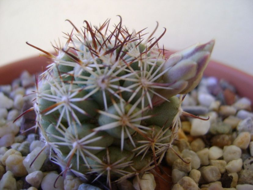 Mammillaria schumannii v. globosa - Cactusi 2017 bis