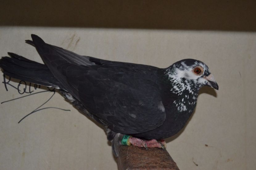 vanduta - porumbei X