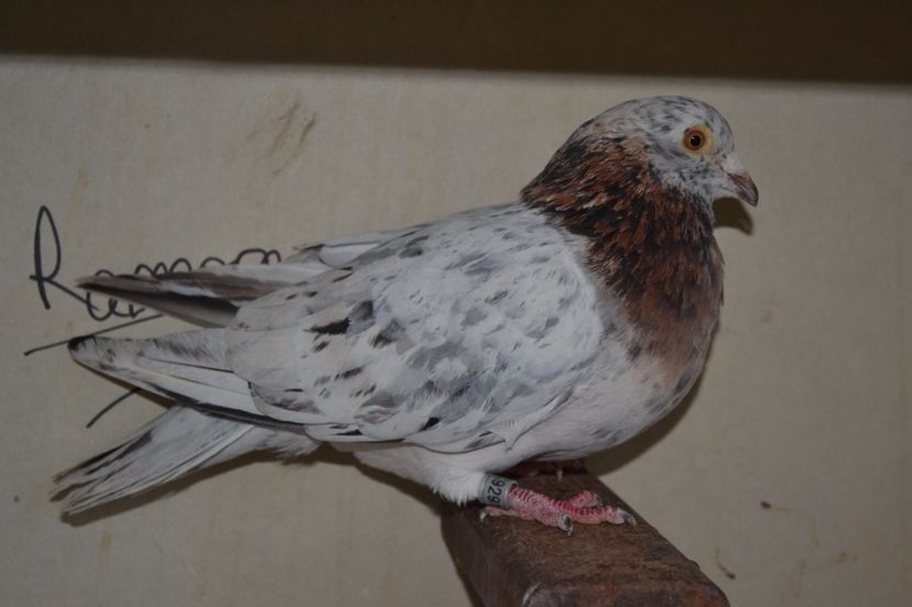 rezervat - porumbei X