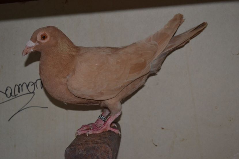 vanduta - porumbei X