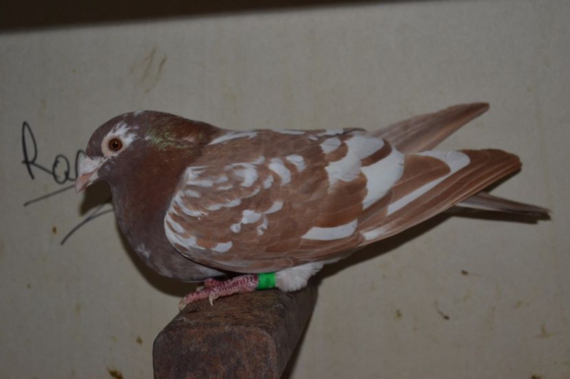 rezervata - porumbei X