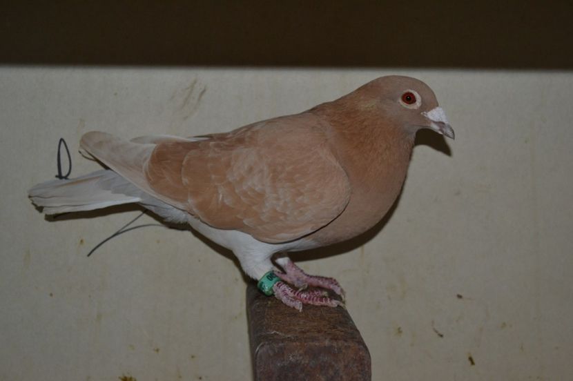 vanduta - porumbei X