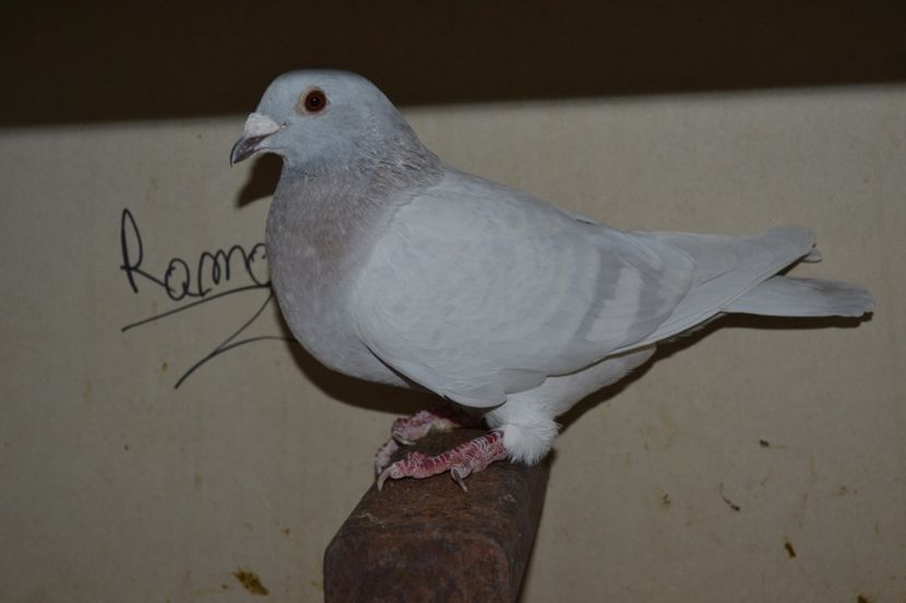 rezervata - porumbei X