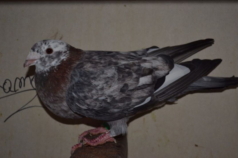 vanduta - porumbei X