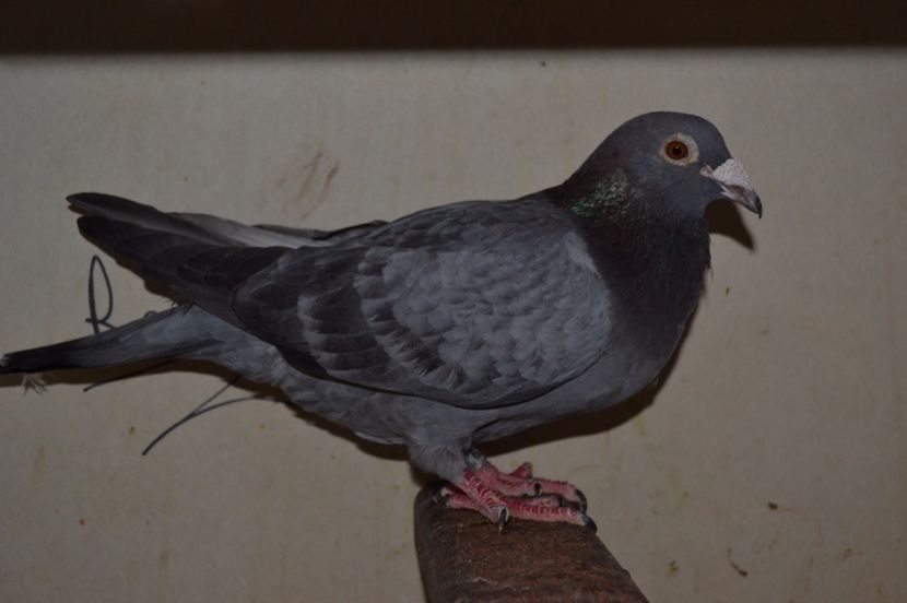 vanduta - porumbei X