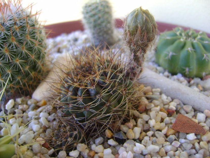 Lobivia fulviseta - Cactusi 2017 bis