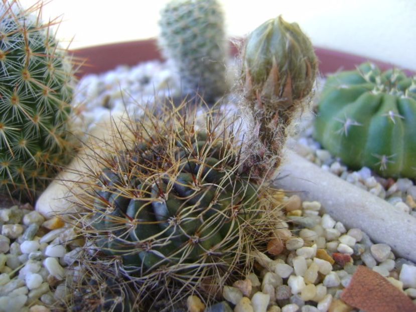 Lobivia fulviseta - Cactusi 2017 bis