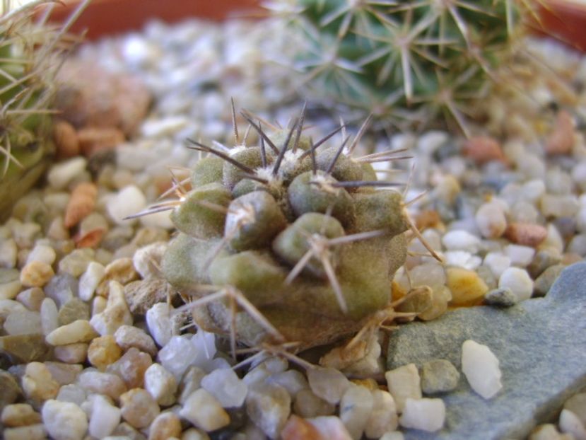 Copiapoa coquimbana v. fiedleriana - Cactusi 2017 bis bis