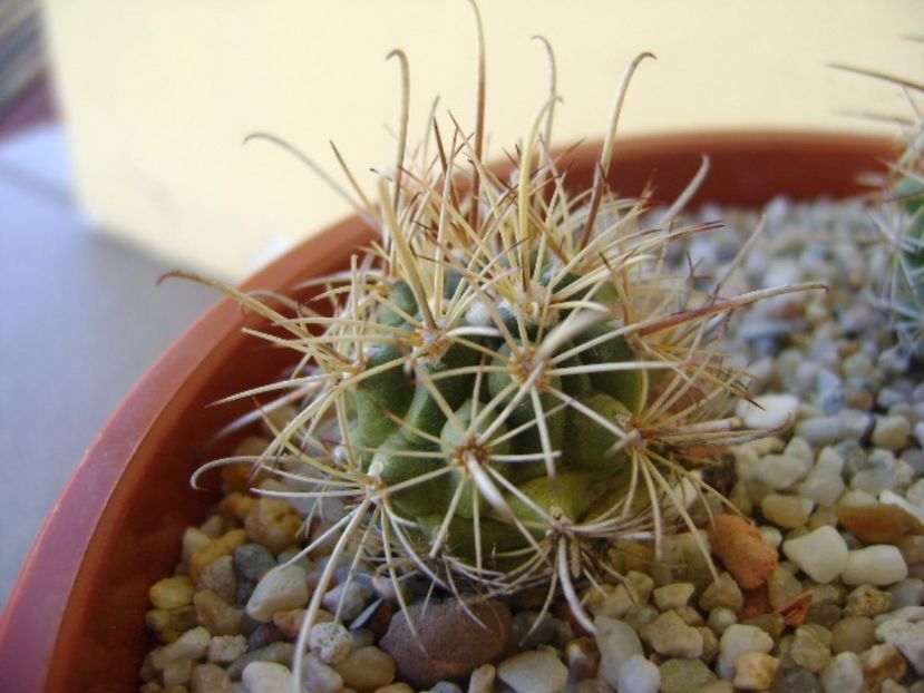 Ancistrocactus scheeri - Cactusi 2017 bis bis